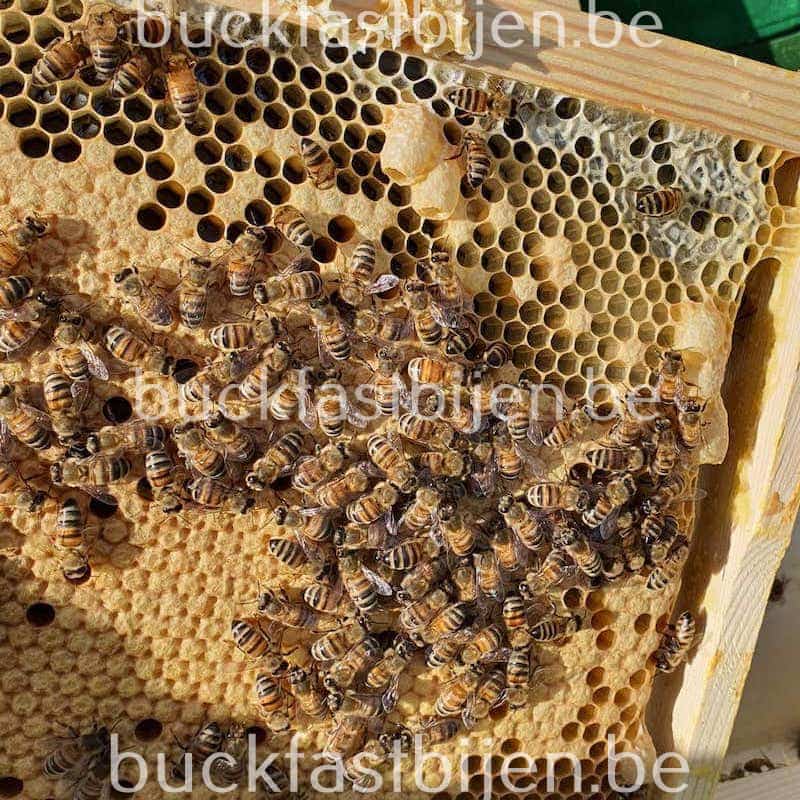 De Buckfast honingbijen