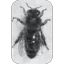 Buckfastbijen